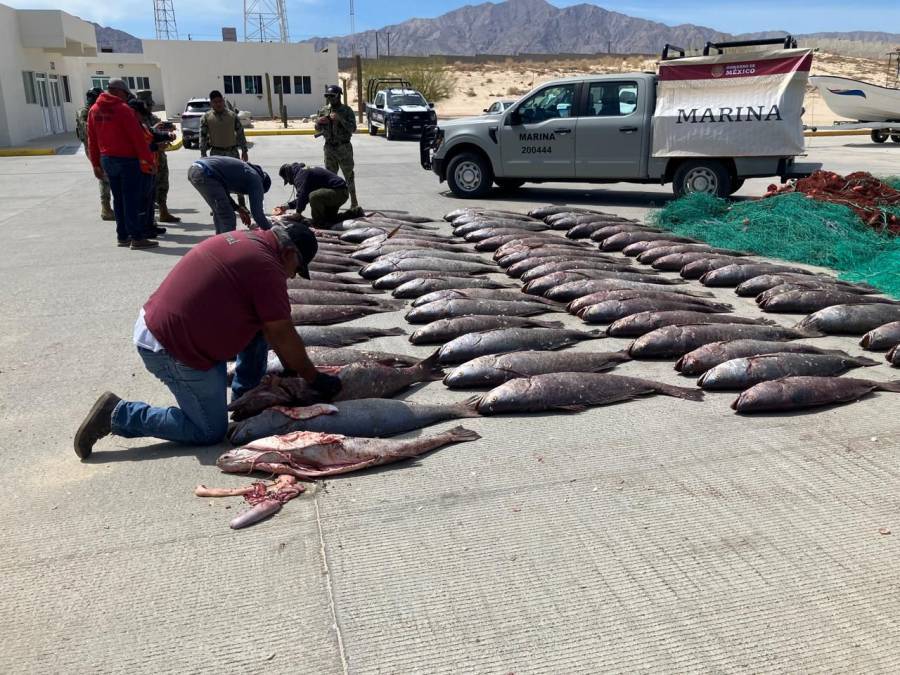 Marina y autoridades ambientales aseguran 100 ejemplares de totoaba y redes ilegales en San Felipe