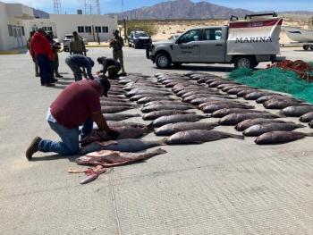 Marina y autoridades ambientales aseguran 100 ejemplares de totoaba y redes ilegales en San Felipe