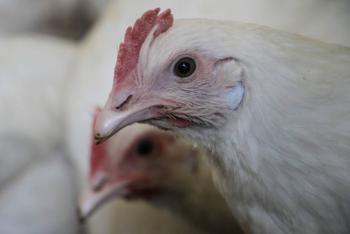 Denuncian a 39 jóvenes por maltrato animal en La Rioja