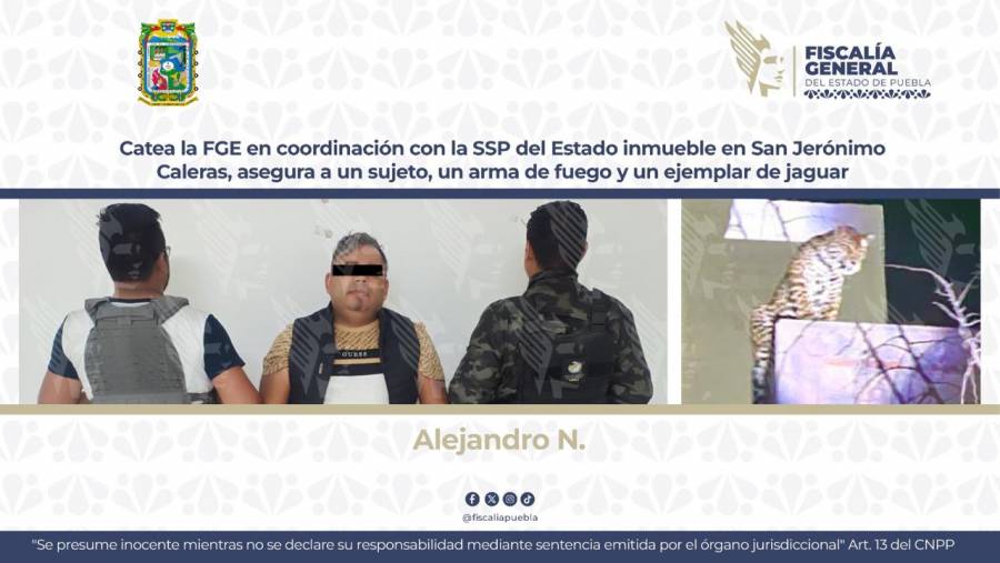 En cateo de inmueble en San Jerónimo Calera FGE asegura a sujeto, arma de fuego y un jaguar