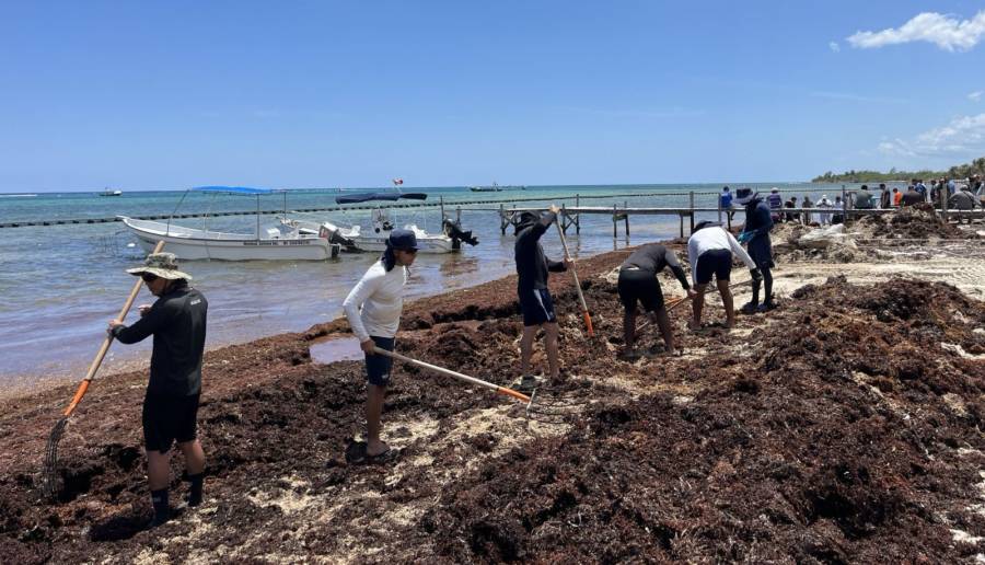 Recolectan más de 150 toneladas de sargazo en Othón P. Blanco, Quintana Roo