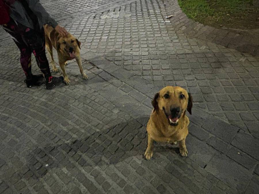 Autoridades y ciudadanía encuentran hogar para lomitos en situación de calle