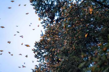 Incendio forestal afecta área del santuario de la Mariposa Monarca en Michoacán