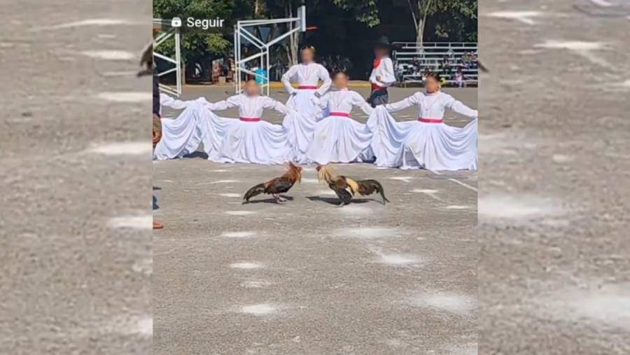 SEP niega pelea de gallos dentro del CENHCH 