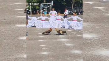 SEP niega pelea de gallos dentro del CENHCH