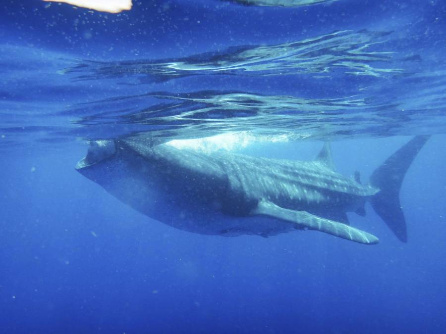 Promueven la protección de tiburones en Quintana Roo: alianza entre gobierno y activistas