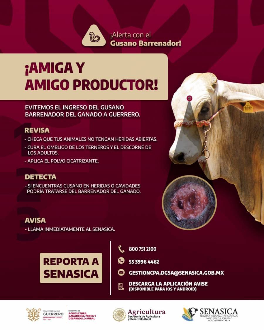 Sheinbaum rechaza cierre fronterizo de EU a exportación de ganado mexicano: “México no es piñata de nadie”