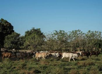 Cierre de frontera por gusano barrenador: Unión Ganadera de Durango pide soluciones urgentes