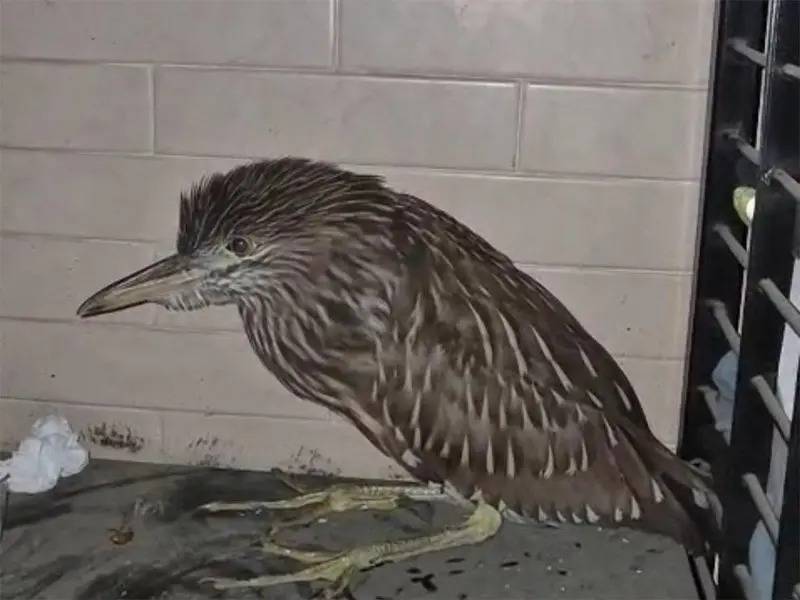 Garza nocturna de corona negra aparece en estacionamiento de Pemex en CDMX