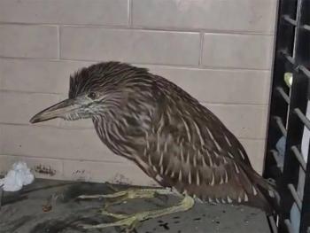Garza nocturna de corona negra aparece en estacionamiento de Pemex en CDMX