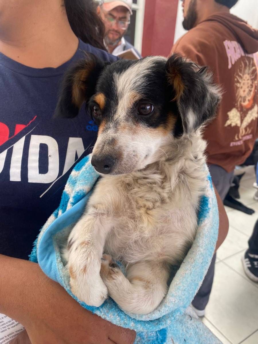 Se realizaron Jornadas de Bienestar Animal en tres puntos de Puebla