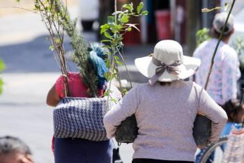 Adoptar un árbol, sembrar conciencia en San Andrés Cholula