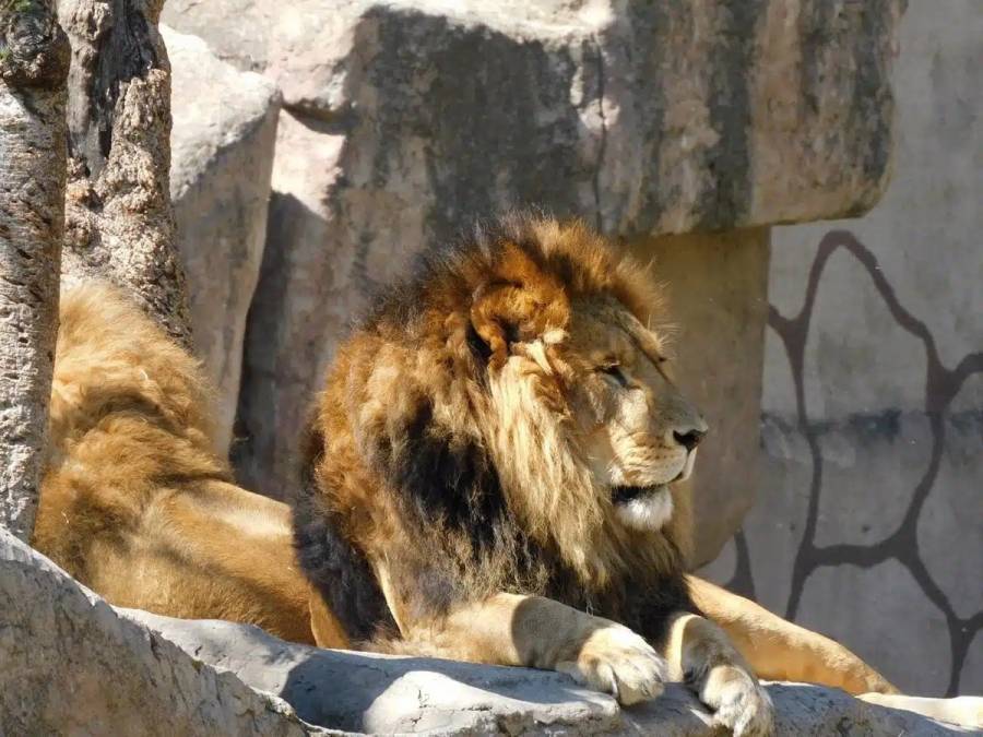 León rescatado muerde al alcalde de García, Nuevo León