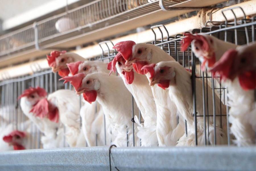 Brasil descarta casos humanos de gripe aviar tras brote que impacta exportaciones avícolas