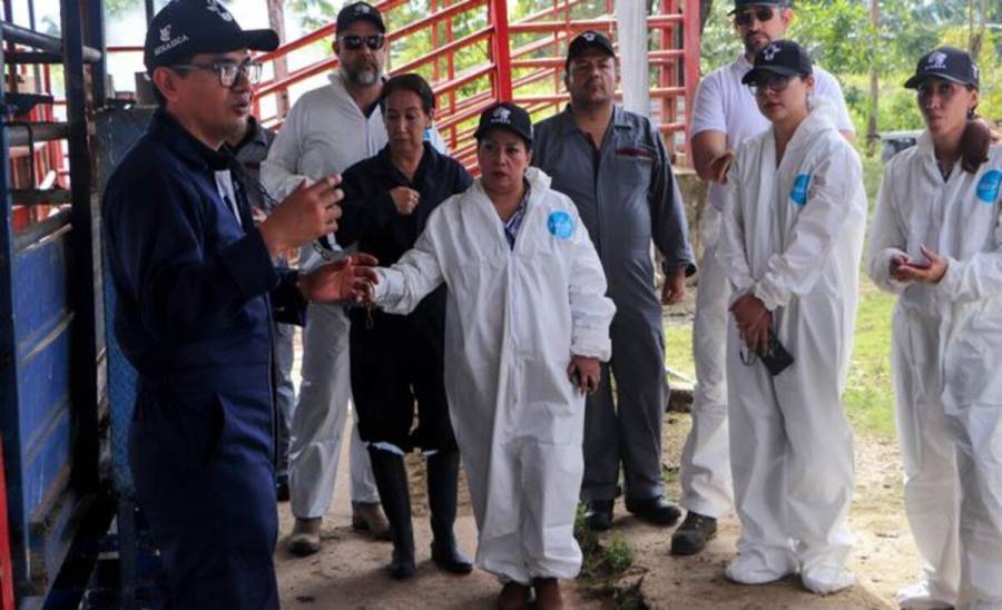 Agricultura capacita a 70 mil productores y veterinarios para erradicar el gusano barrenador