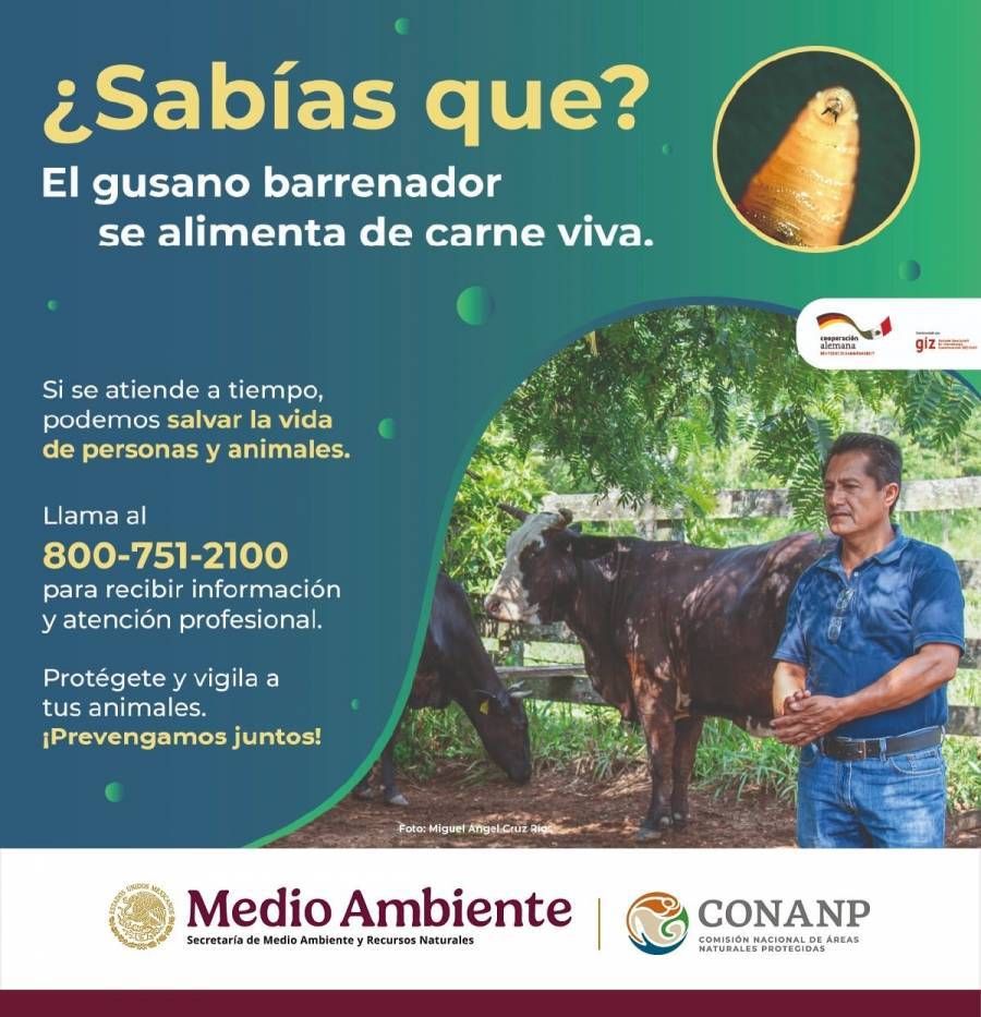Sheinbaum confía en reapertura de frontera para exportación de ganado; exportaciones caen 60%