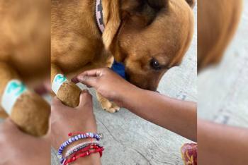 Puebla refuerza Bienestar Animal en mayo: más de 8 mil mascotas vacunadas
