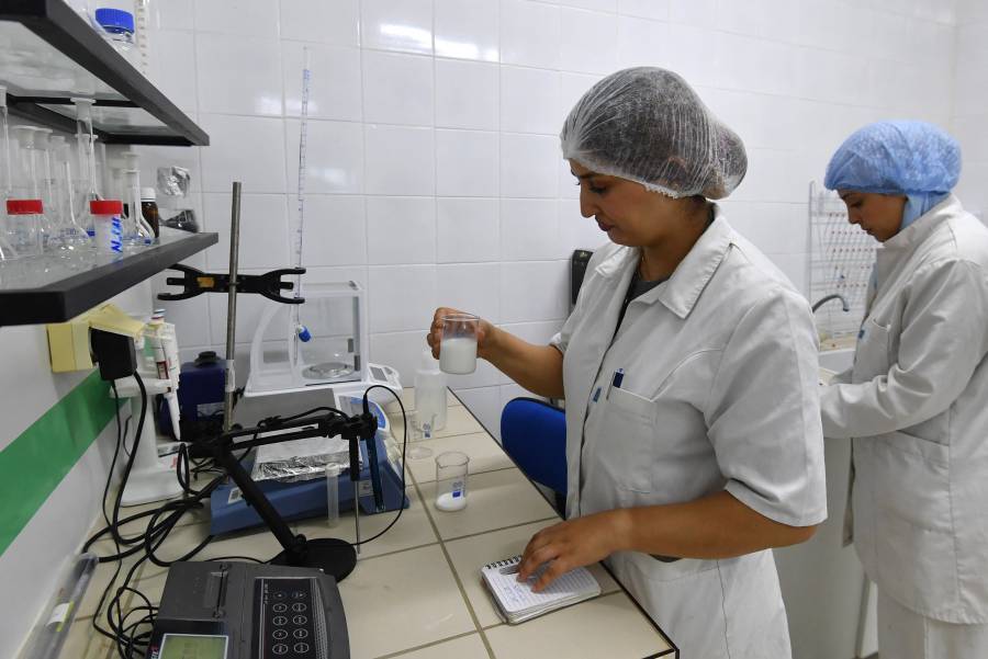 La leche de camello, el potencial «oro blanco» de una región árida y pobre de Túnez
