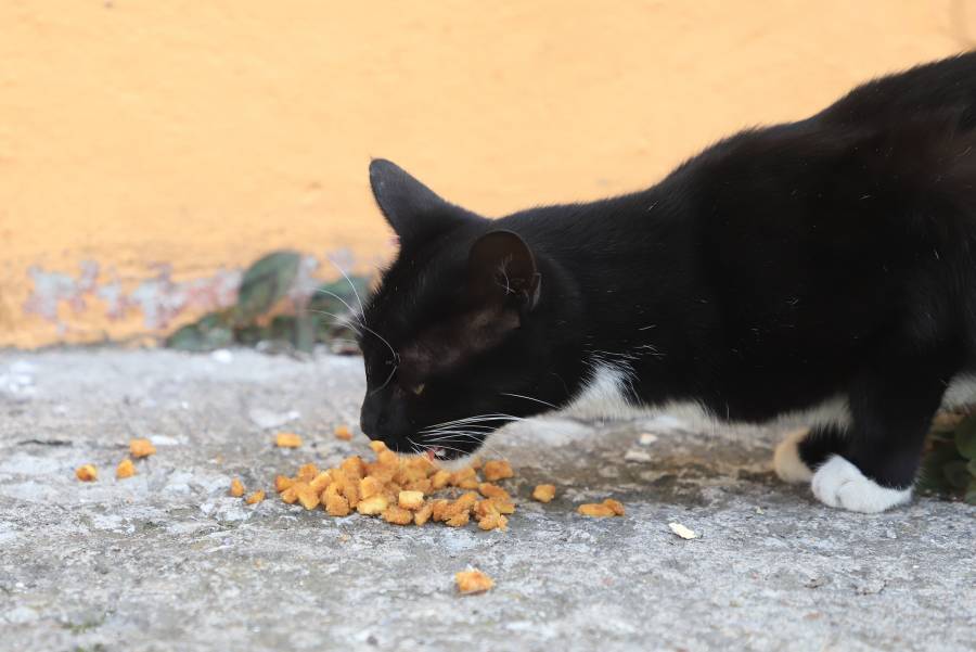 Puebla capital tendrá 2 nuevos Centros de Bienestar Animal y una carrera de 