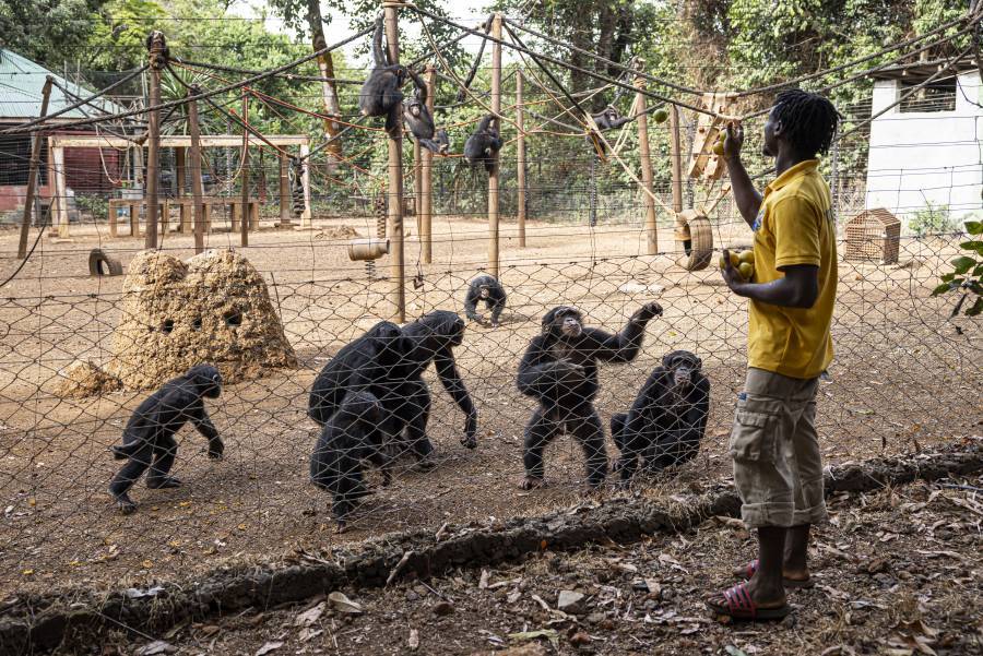 En Sierra Leona, santuario de chimpancés amenazado por la deforestación 
