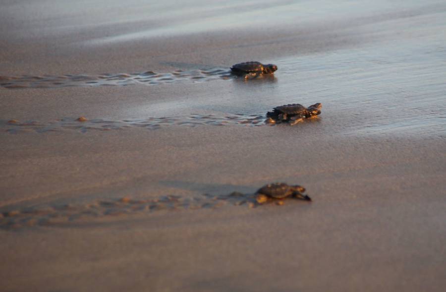 Liberan más de 45 mil crías de tortuga lora en costas de Tamaulipas