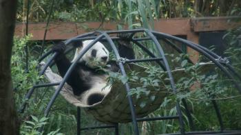 Xin Xin, la panda gigante que conquista la longevidad en Chapultepec