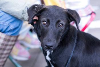 Promueve Lupita Cuautle jornada masiva de esterilización