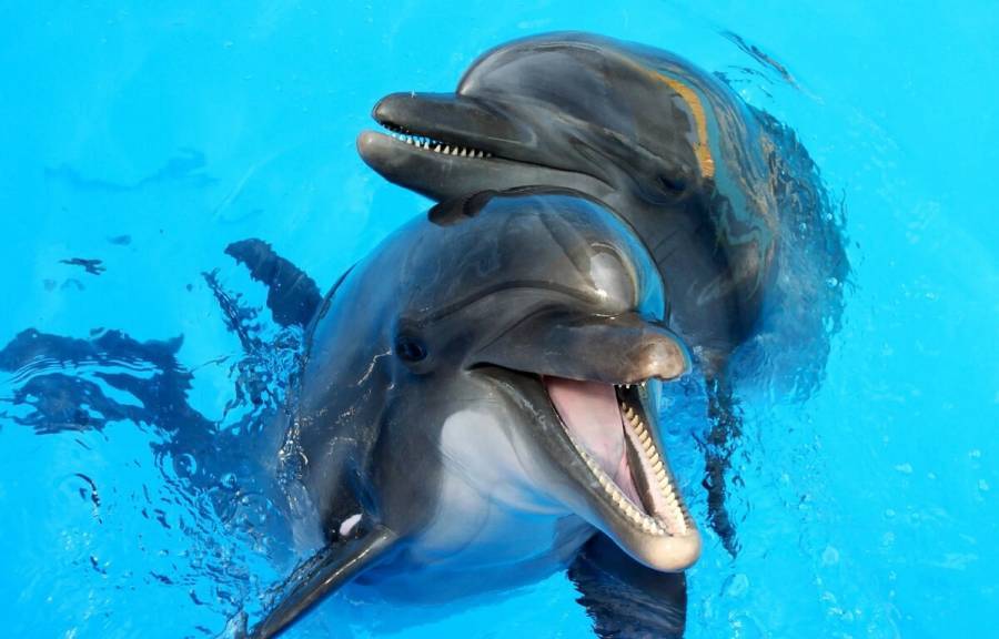 Senado prohíbe uso de delfines, orcas y lobos marinos en espectáculos públicos