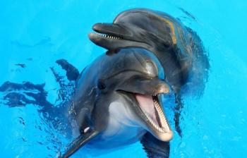 Senado prohíbe uso de delfines, orcas y lobos marinos en espectáculos públicos