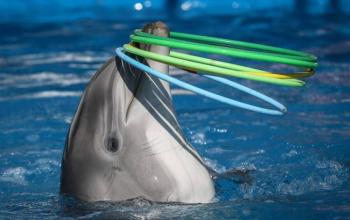 Cámara de Diputados aprueba prohibición del uso de mamíferos marinos con fines comerciales o de subsistencia