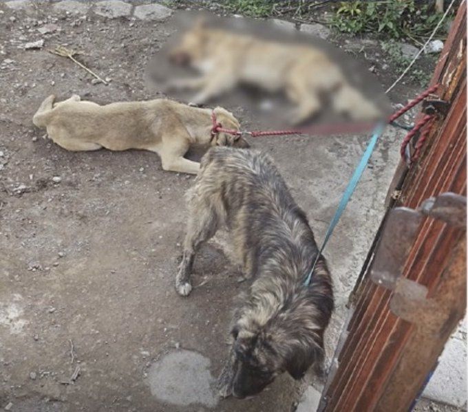 Rescatan 4 perros maltratados en taller mecánico de Tehuacán