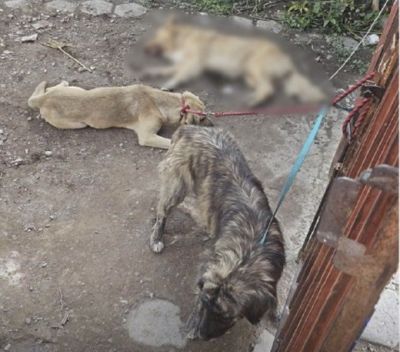 Rescatan 4 perros maltratados en taller mecánico de Tehuacán