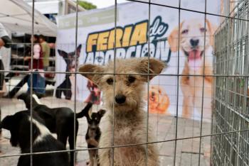 Atlixco impulsa jornada de adopción canina