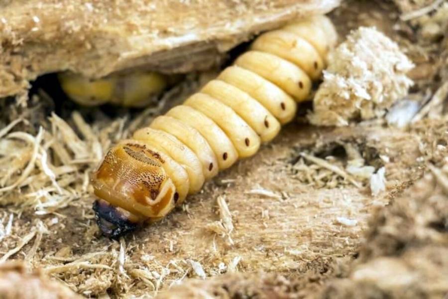 30 casos de gusano barrenador en humanos; 