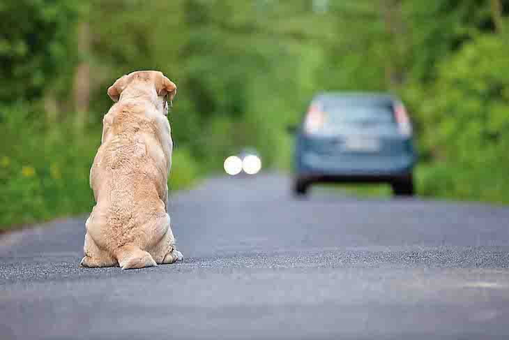 PT propone hasta 8 años de carcel por abandono de mascotas en Puebla