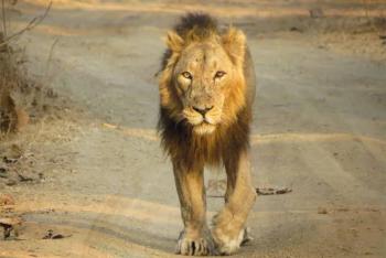 Un león es abatido en Turquía tras escaparse y herir a un hombre