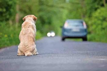 PT propone hasta 8 años de carcel por abandono de mascotas en Puebla