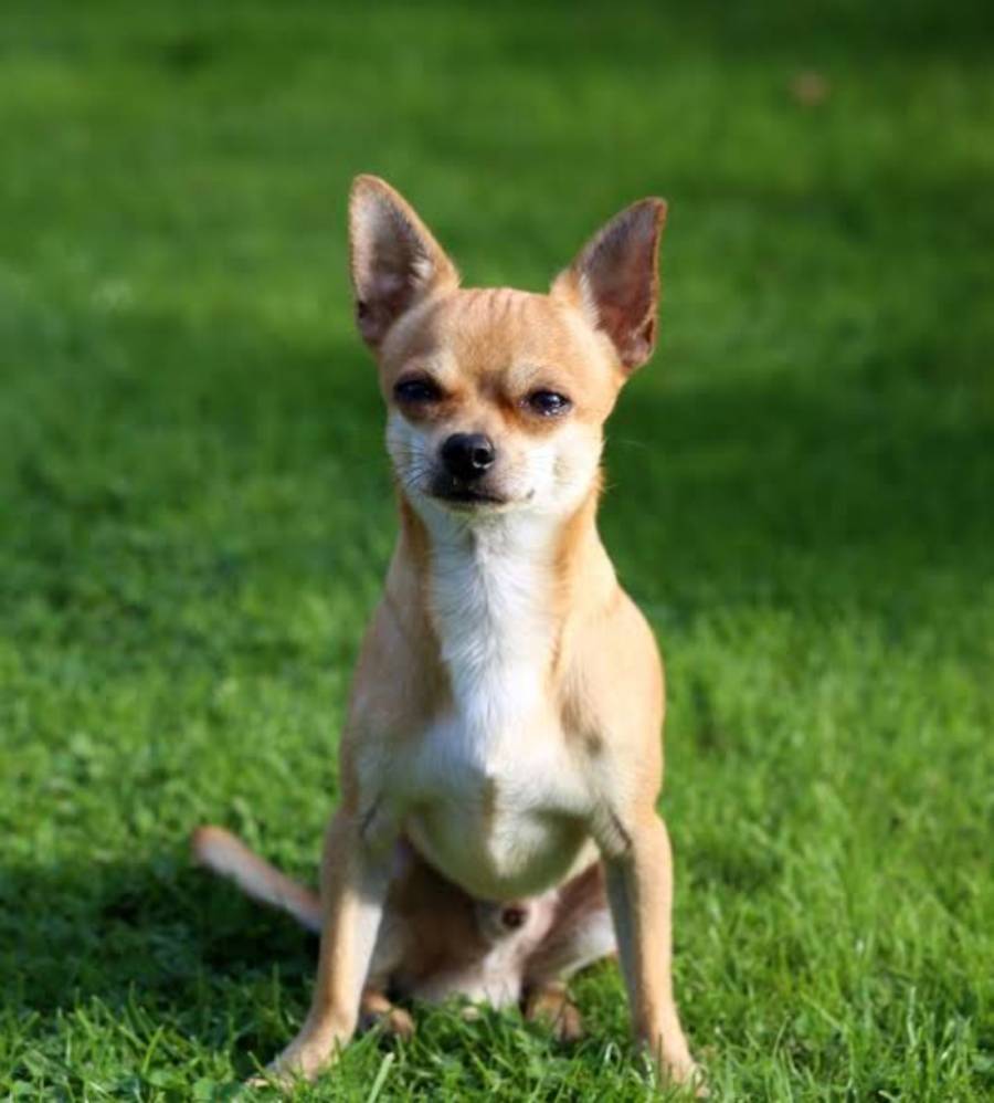 Un hombre cae en un glaciar en Suiza y es salvado gracias a su perro chihuahua