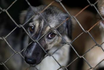 IBA Presenta 18 denuncias penales por maltrato animal en Puebla