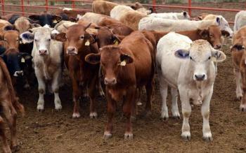 Productores de carne lamentan decisión de EU y piden plan integral