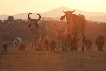 EU cierra nuevamente frontera al ganado mexicano; GCMA señala pérdidas económicas millonarias