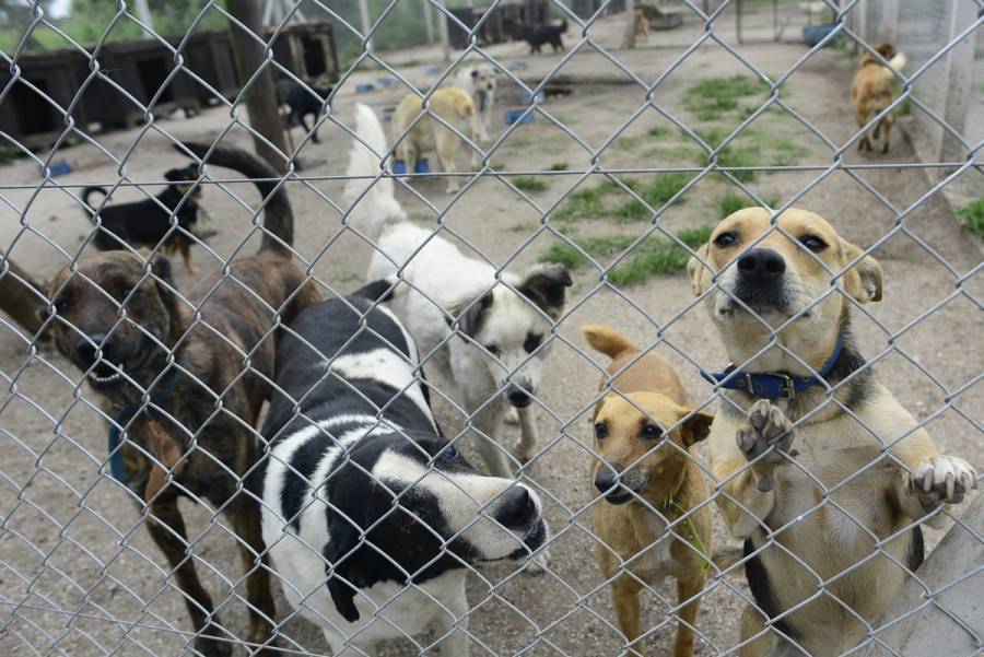 Proponen la creación de un Padrón Nacional de Refugios de Animales