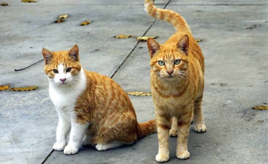 Un adolescente condenado en Reino Unido a un a&ntilde;o c&aacute;rcel por torturar y matar gatos