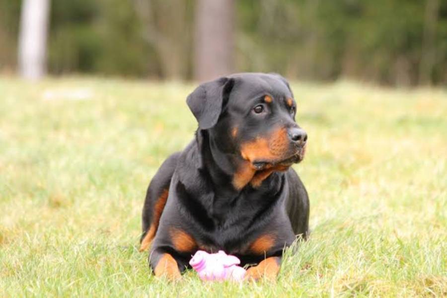 Un perro mata a un ni&ntilde;o de nueve a&ntilde;os en Francia