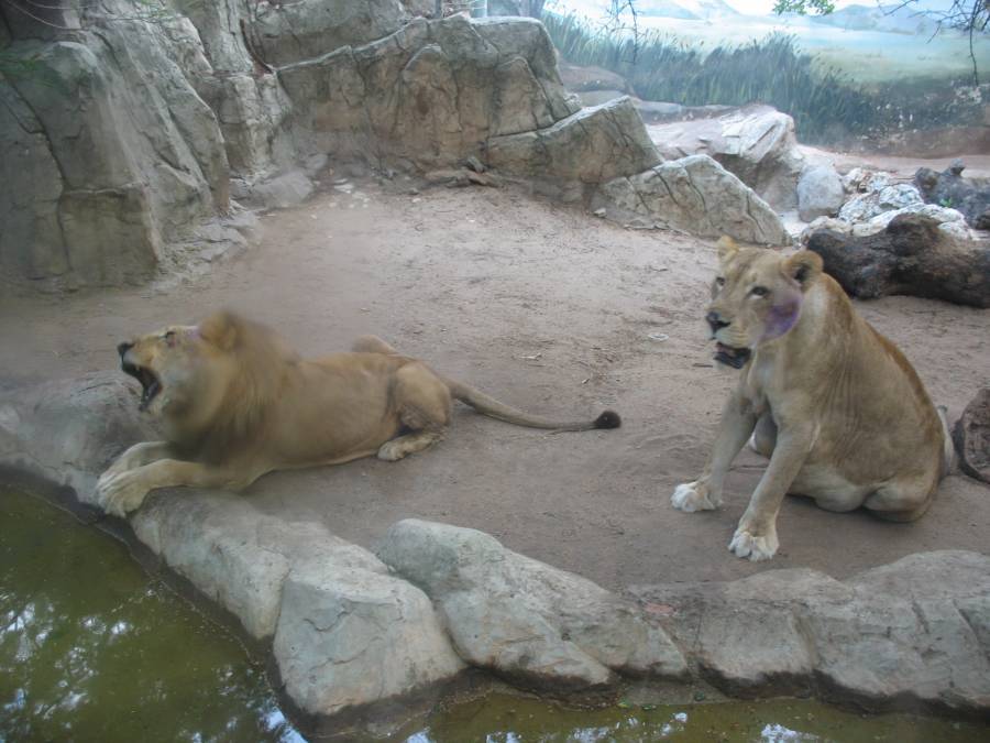 Zool&oacute;gico de Dinamarca solicita donaciones de mascotas peque&ntilde;as como alimento para sus depredadores