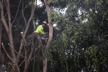 Restituirán siete árboles podados por sobrecrecimiento en el Centro Histórico