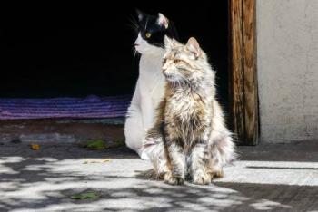 Al menos 120 gatos habitan el Panteón Municipal; van 40 esterilizados