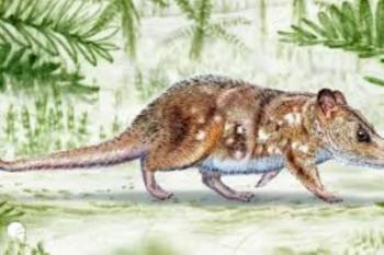 Descubren fósil de mamífero de la era de los dinosaurios en la Patagonia chilena