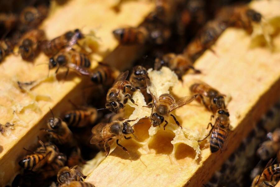 Agricultura refuerza acciones para proteger a las abejas y a la apicultura