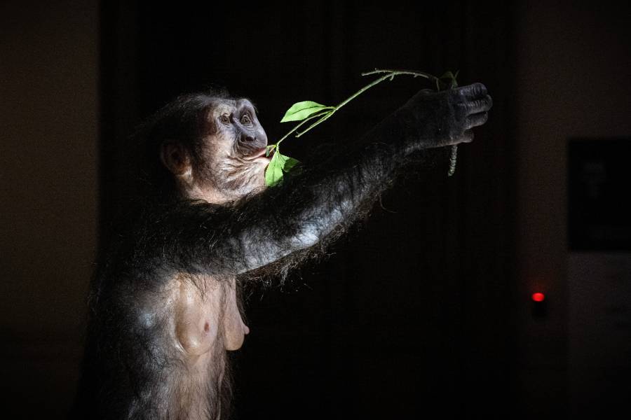 Lucy, c&eacute;lebre antepasado humano, se exhibe por primera vez en Europa